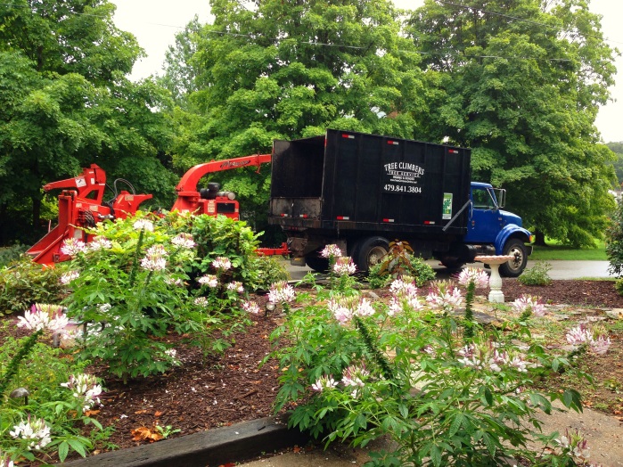 Establishing a Strong Scaffold Structure Tree Climbers Tree Services